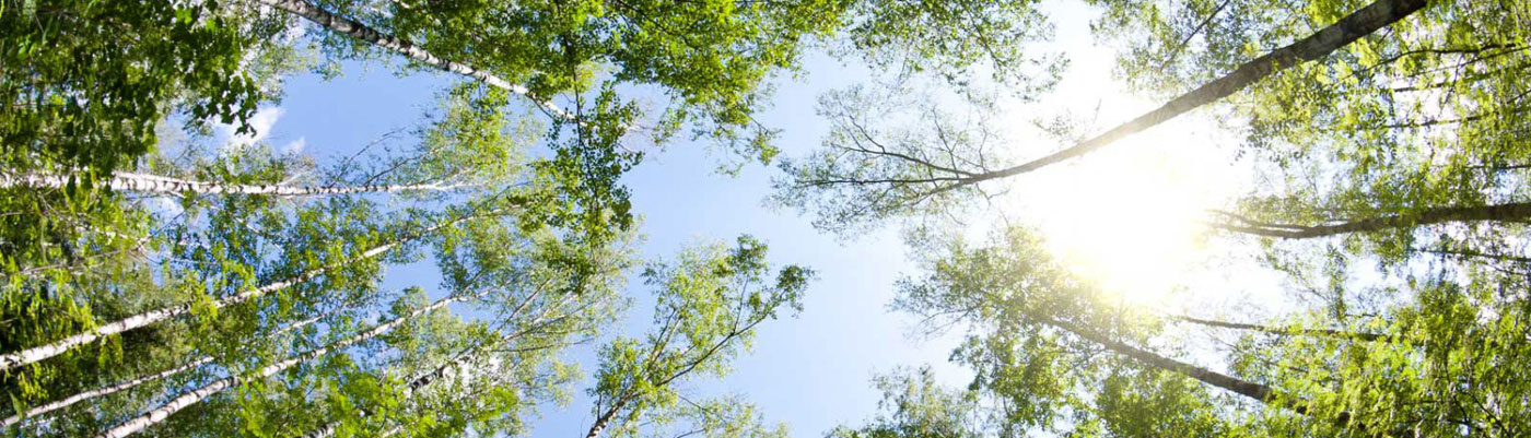 looking up at trees with a bright sky